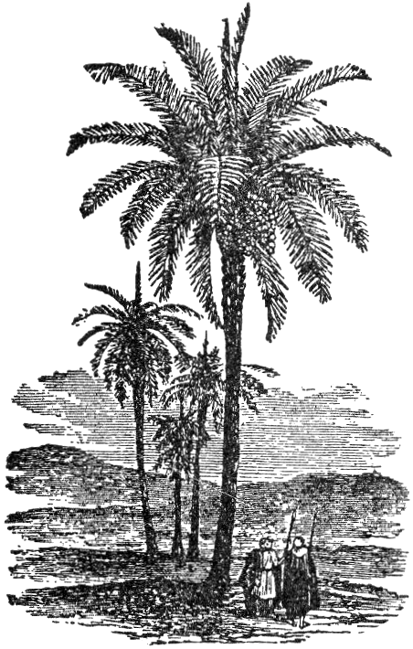 Palmera datilera cultivada en el sur de Mesopotamia.