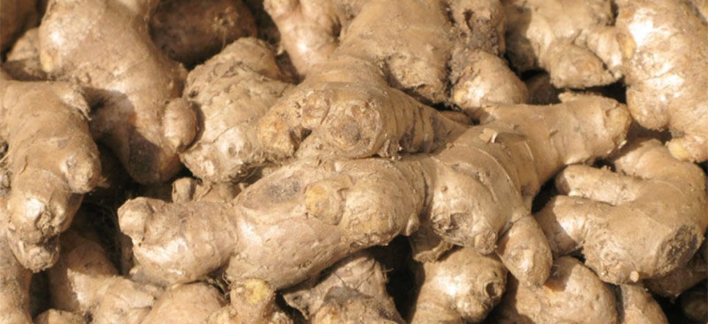 El jengibre se convirtió en un ingrediente básico para los manuales médicos.