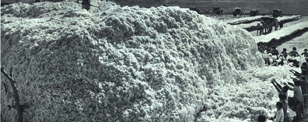 Cosecha de algodón de Xinjiang, 1964.